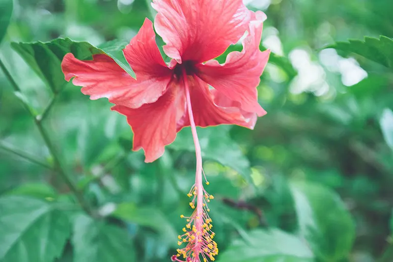 Ban Sainai Resort